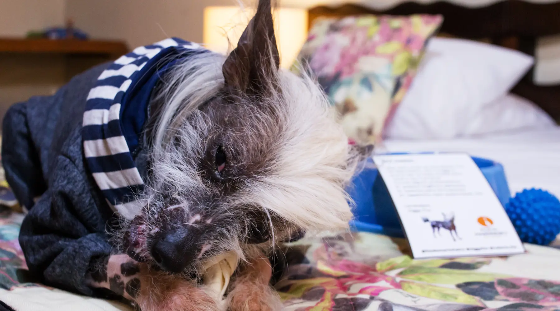 Foz do Marinheiro – Um Verdadeiro Hotel Fazenda Pet Friendly no Interior de São Paulo